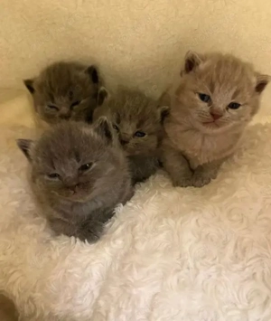 Reinrassige BKH Kitten mit Stammbaum