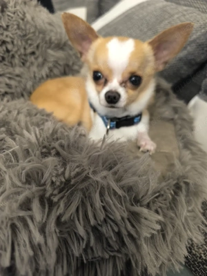 Mini Chihuahua 1 jahr alt 