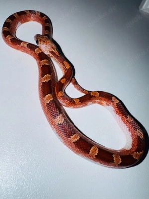 Bloodred pied Kornnatter