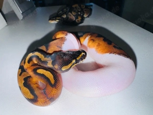 Sunset Pied Königspython