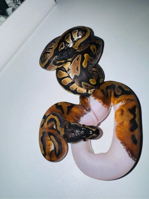 Sunset Pied Königspython