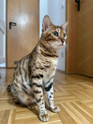 Bengal Katze Nala