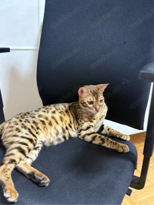 Bengal Katze