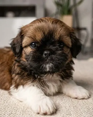 Shih-Tzu Welpen Abholbereit. 