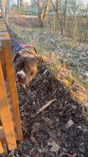 Wunderschönes Bully Kind sucht liebevolles Für-Immer-Zuhause