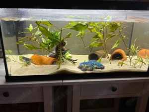 aquarium 60L mit 3 krebsen