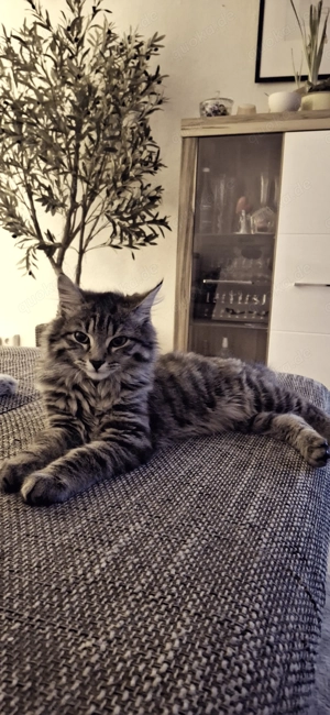 Wunderschöner junger Kater sucht neues Zuhause