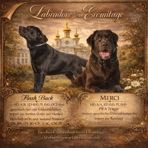 wurfankündigung Labrador Retriever mit Papiere 