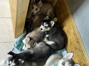 Sibirische Husky-Welpen werden nur an tierliebe Familien vermittelt, die bereit und in der Lage sind