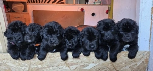 Neufundländer Welpen  Bild 4