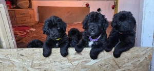 Neufundländer Welpen  Bild 2