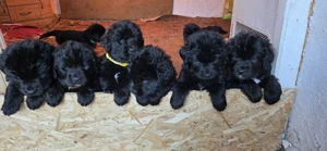 Neufundländer Welpen 