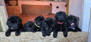 Neufundländer Welpen  Bild 3