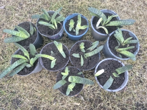 Verschenke Ableger von Gasterien