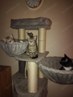 4 kleine Katzenmädchen suchen ein Zuhause 