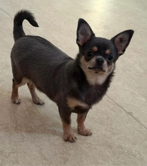 Chihuahua-Welpe mit FCI-Ahnentafel zu verkaufen