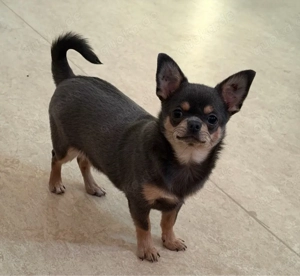 Chihuahua-Welpe mit FCI-Ahnentafel zu verkaufen