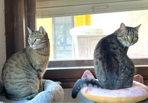 Honey & amica wollen zusammen bleiben