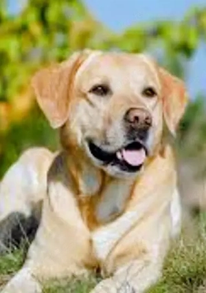 junge Labrador Rüden 