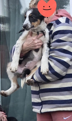 wir haben noch eine Hündin abzugeben 