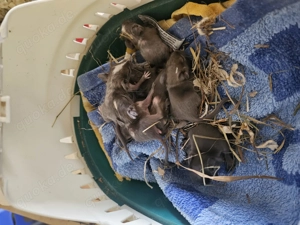 Degubabys bald zur Abgabe 