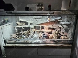 3 weibliche Leopardgeckos inkl. Terrarium & Zubehör 