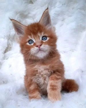 Rote Maine-Coon-Kätzchen verfügbar