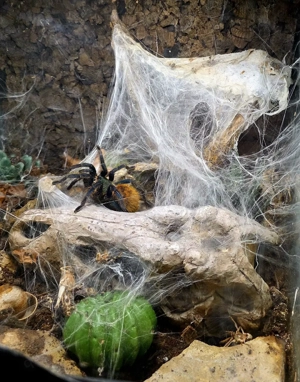 chromatopelma cyaneopubescens