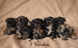 Havaneser   Mini Toypudel Mix Havapoo Welpen bald abzugeben 