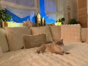 Schöner Ragdoll Deckkater  Bild 7