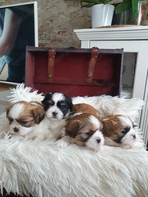 Reinrassige tricolor shih-tzu welpen 
