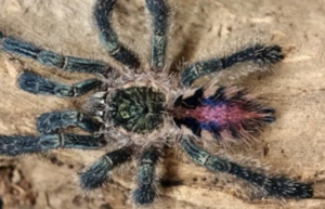 Ybyrapora diversipes 