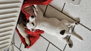 Reinrassige Jack Russell Terrier Hündin   3 Monate, 2x geimpft, sofort abgabebereit