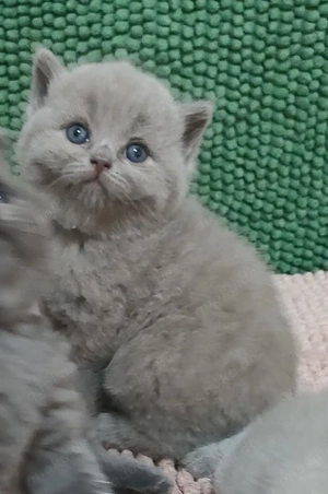 Traumhafte BKH und BLH Kitten in lilac und blue (grau und hellbraun) und Plüschweich!