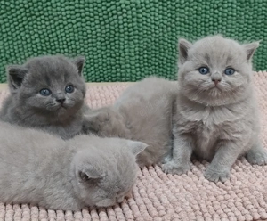 Traumhafte BKH und BLH KItten in lilac und blue (grau und hellbraun) und Plüschweich!