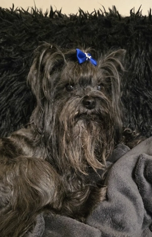 Schwarzer Yorkshire Terrier Rüge