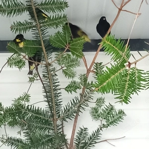 Schwarzzeisig, Magellanzeisig, Kapuzenzeisig 