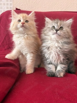 Maine coone kitten ab sofort