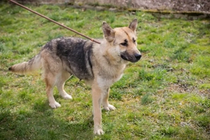 *IRIS* - Die Hübsche möchte ihr neues Leben in Freiheit genießen 