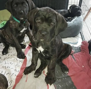 Cane Corso Welpen 