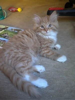 4 wunderschöne BKH-Mix Kitten abzugeben