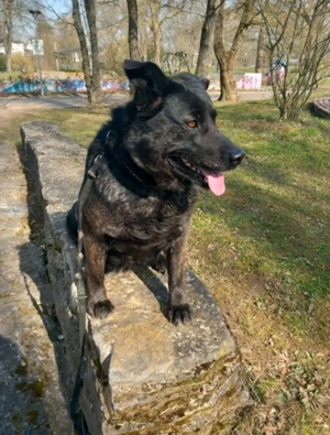Traumhund! Labrador Mix Hündin 