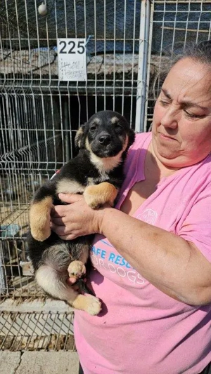 wunderschönes Welpenmädchen "Laima" hast Du ein Körbchen frei für mich ?