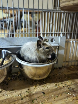 3 Degubabys suchen ein Zuhause! 