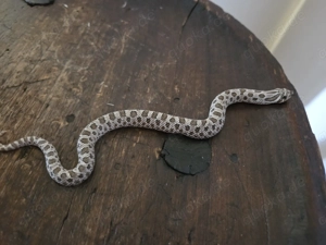 1.0 Artic het Toffe Nz8 25