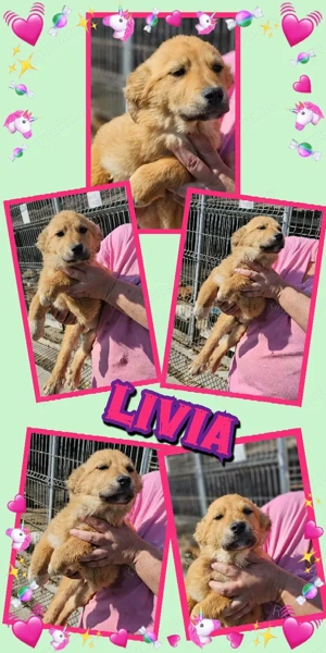 zuckersüßes Welpenmädchen "Livia" möchte so gerne ein schönes Zuhause finden