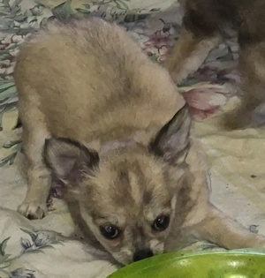 Zwei kleine wonneproppen such ein Zuhause 