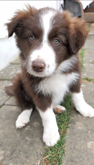 Border Collie Welpen Schoko & schwarz-weiß aus Hobbyzucht 