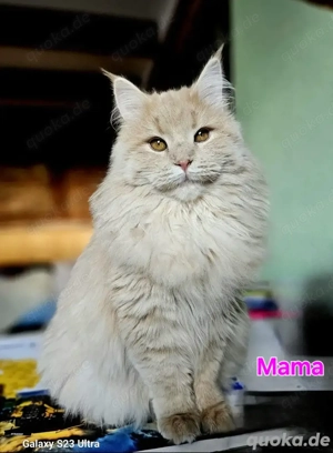 Maine Coon Perser Mix Kitten   Wurfankündigung