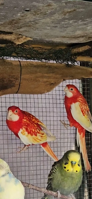 Prachtrosella Zuchtpärchen 